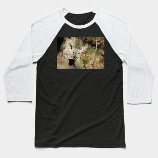 Deer, Wildlife, Coues Deer, Nature, Gifts Baseball T-Shirt